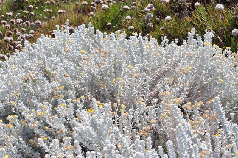 Achillea maritima / Santolina delle spiagge